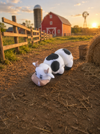 Cow