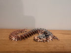 Dragon from in the Cave